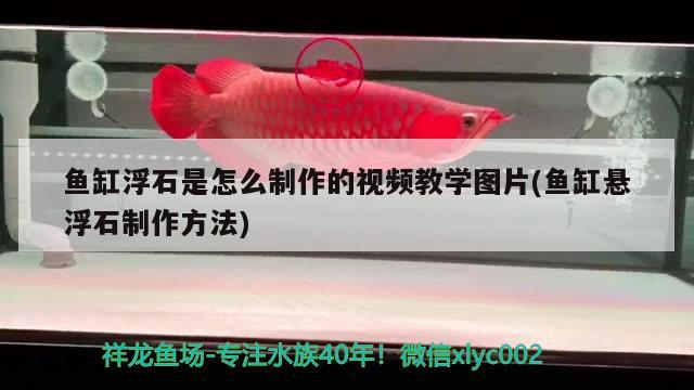 鱼缸浮石是怎么制作的视频教学图片(鱼缸悬浮石制作方法) 白子银版鱼