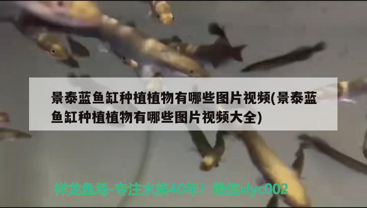景泰蓝鱼缸种植植物有哪些图片视频(景泰蓝鱼缸种植植物有哪些图片视频大全)