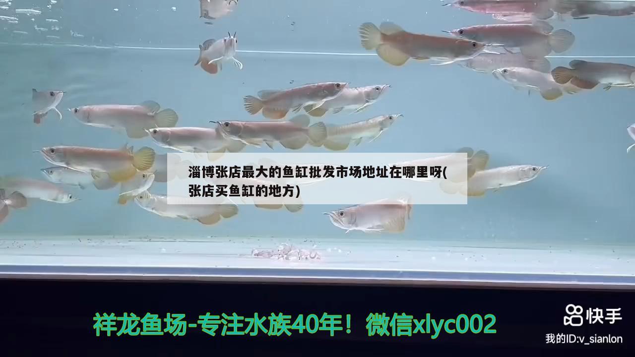 淄博张店最大的鱼缸批发市场地址在哪里呀(张店买鱼缸的地方) 除藻剂
