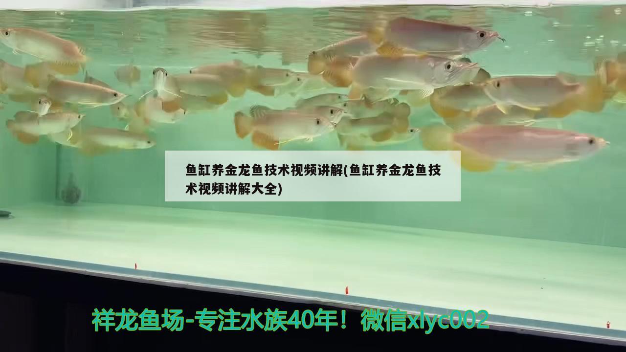 鱼缸养金龙鱼技术视频讲解(鱼缸养金龙鱼技术视频讲解大全)