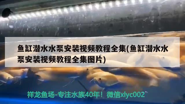 鱼缸潜水水泵安装视频教程全集(鱼缸潜水水泵安装视频教程全集图片)