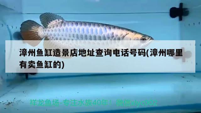 漳州鱼缸造景店地址查询电话号码(漳州哪里有卖鱼缸的)