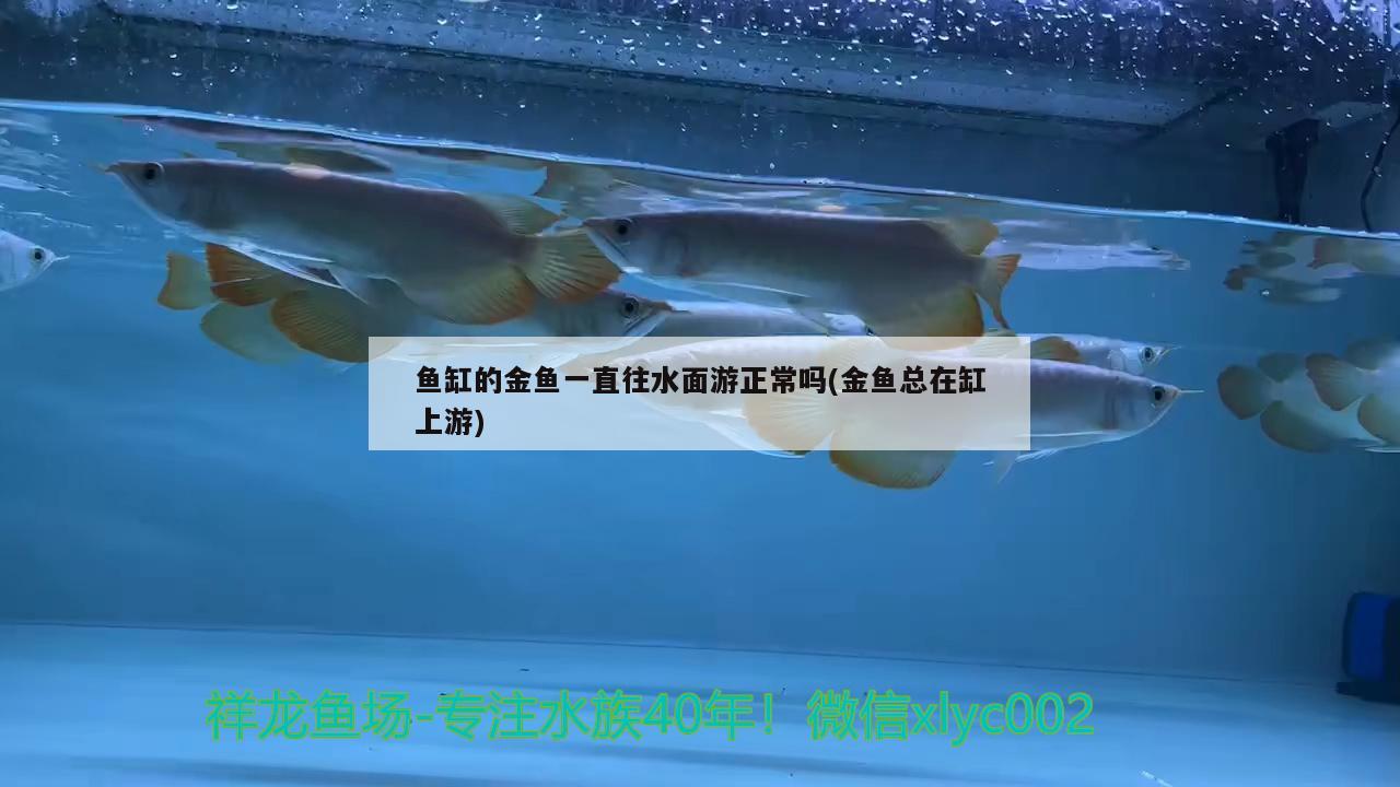 鱼缸的金鱼一直往水面游正常吗(金鱼总在缸上游) 白条过背金龙鱼