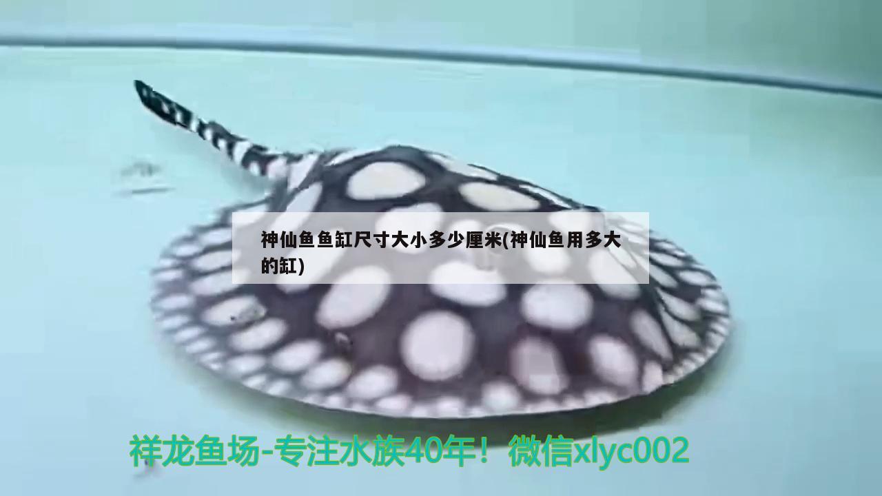 神仙鱼鱼缸尺寸大小多少厘米(神仙鱼用多大的缸)