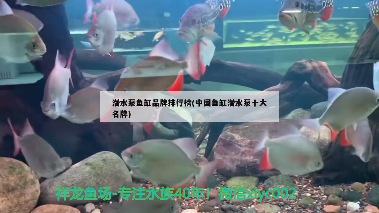 潜水泵鱼缸品牌排行榜(中国鱼缸潜水泵十大名牌) 鹦鹉鱼