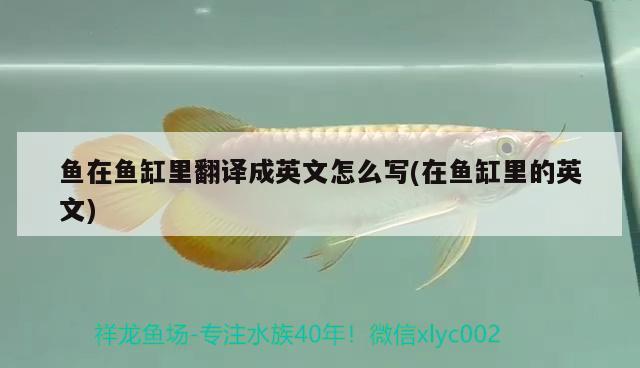 鱼在鱼缸里翻译成英文怎么写(在鱼缸里的英文)