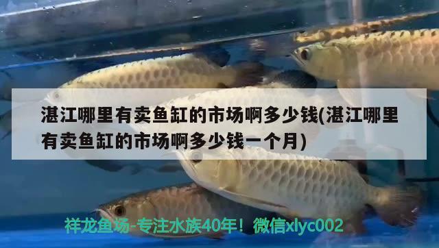 湛江哪里有卖鱼缸的市场啊多少钱(湛江哪里有卖鱼缸的市场啊多少钱一个月)