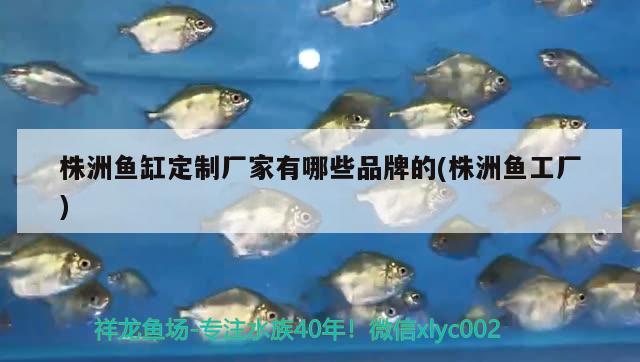 株洲鱼缸定制厂家有哪些品牌的(株洲鱼工厂) 泰庞海莲鱼