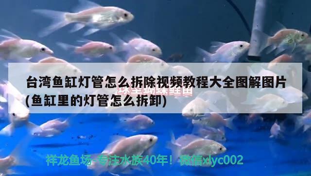台湾鱼缸灯管怎么拆除视频教程大全图解图片(鱼缸里的灯管怎么拆卸)