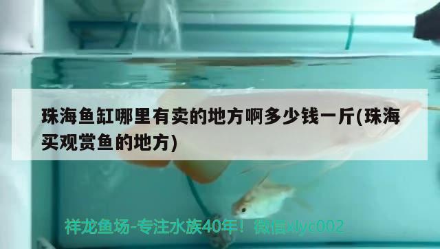珠海鱼缸哪里有卖的地方啊多少钱一斤(珠海买观赏鱼的地方) 泰庞海鲢鱼 第1张