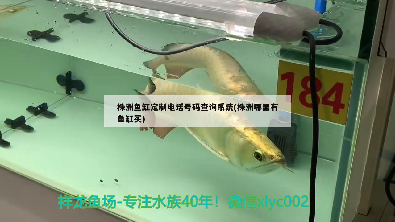株洲鱼缸定制电话号码查询系统(株洲哪里有鱼缸买) 红龙福龙鱼 第3张