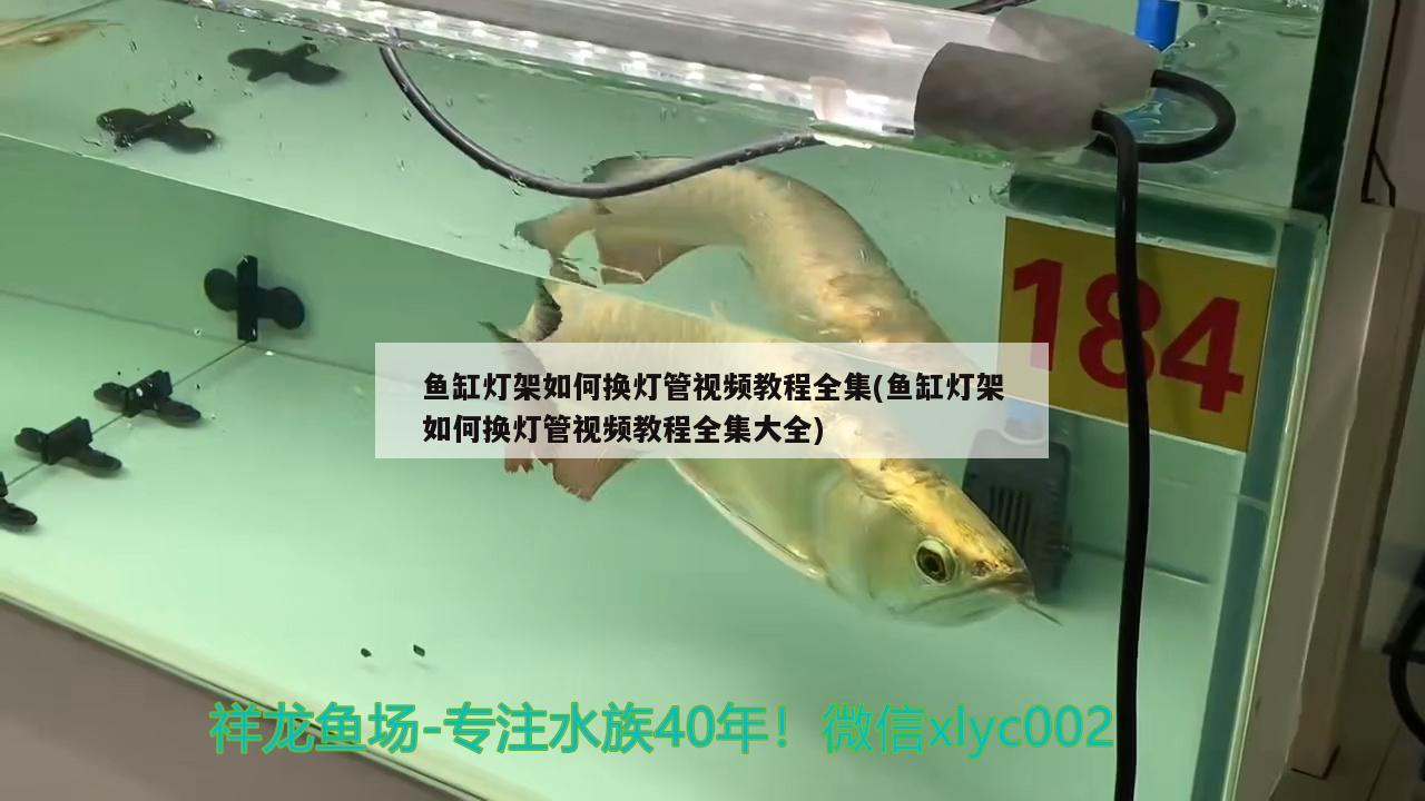 鱼缸灯架如何换灯管视频教程全集(鱼缸灯架如何换灯管视频教程全集大全) 红白锦鲤鱼