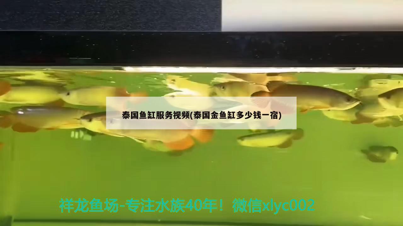 泰国鱼缸服务视频(泰国金鱼缸多少钱一宿)