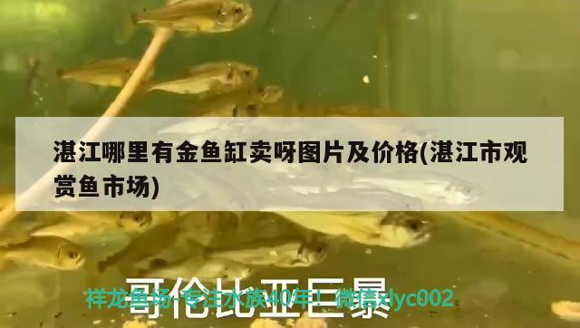 湛江哪里有金鱼缸卖呀图片及价格(湛江市观赏鱼市场) 观赏鱼市场（混养鱼）