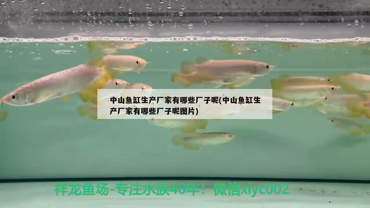中山鱼缸生产厂家有哪些厂子呢(中山鱼缸生产厂家有哪些厂子呢图片) 赛级红龙鱼