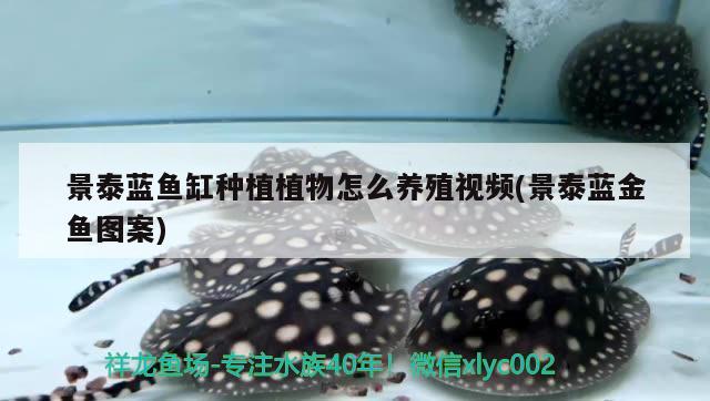 景泰蓝鱼缸种植植物怎么养殖视频(景泰蓝金鱼图案)