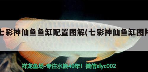 七彩神仙鱼鱼缸配置图解(七彩神仙鱼缸图片)