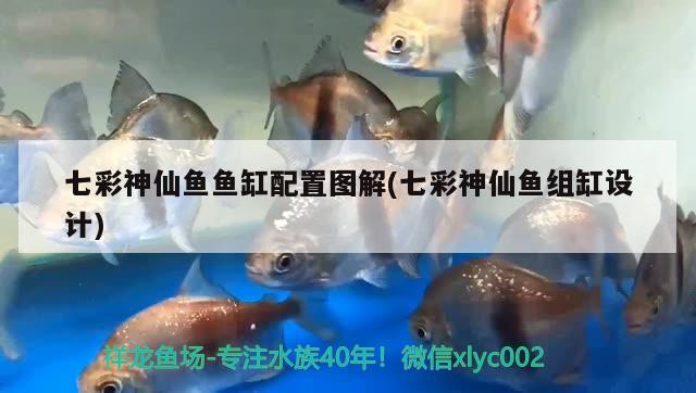 七彩神仙鱼鱼缸配置图解(七彩神仙鱼组缸设计)