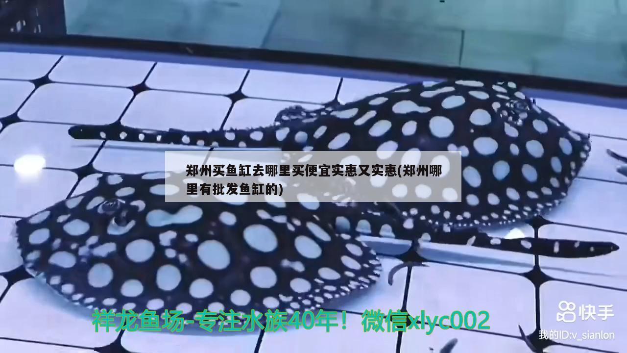 郑州买鱼缸去哪里买便宜实惠又实惠(郑州哪里有批发鱼缸的) 熊猫异形鱼L46