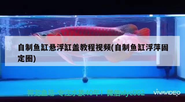 自制鱼缸悬浮缸盖教程视频(自制鱼缸浮萍固定圈)