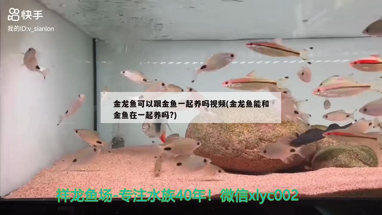 金龙鱼可以跟金鱼一起养吗视频(金龙鱼能和金鱼在一起养吗?)