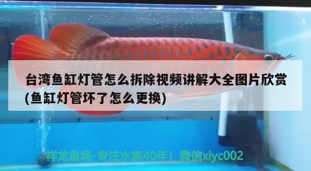 台湾鱼缸灯管怎么拆除视频讲解大全图片欣赏(鱼缸灯管坏了怎么更换) 玫瑰银版鱼