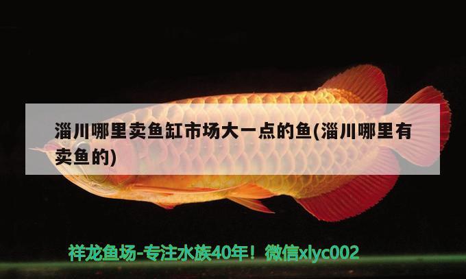 淄川哪里卖鱼缸市场大一点的鱼(淄川哪里有卖鱼的) 黑金魟鱼 第2张