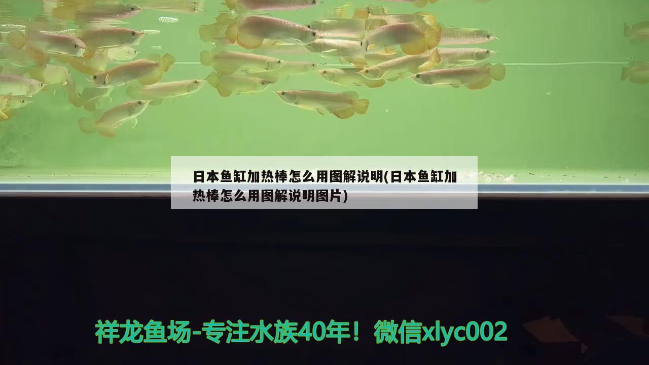 日本鱼缸加热棒怎么用图解说明(日本鱼缸加热棒怎么用图解说明图片) 七纹巨鲤鱼