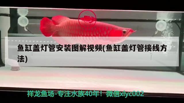 鱼缸盖灯管安装图解视频(鱼缸盖灯管接线方法) 绿皮皇冠豹鱼