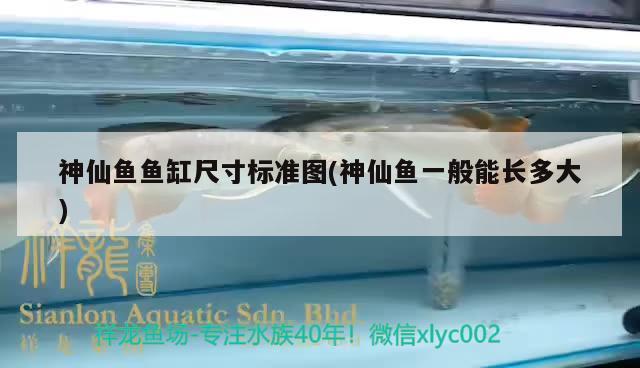 神仙鱼鱼缸尺寸标准图(神仙鱼一般能长多大) 观赏虾蟹等饲料