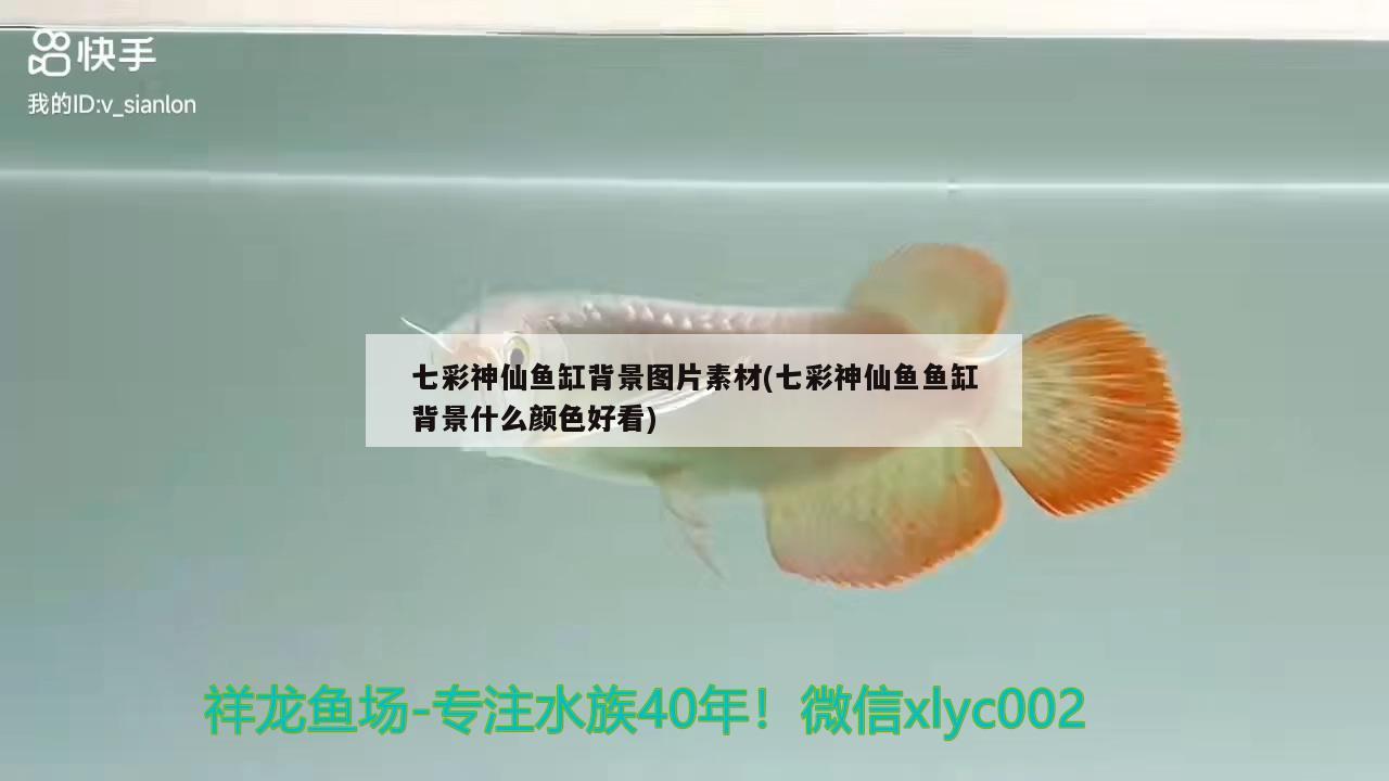 七彩神仙鱼缸背景图片素材(七彩神仙鱼鱼缸背景什么颜色好看)
