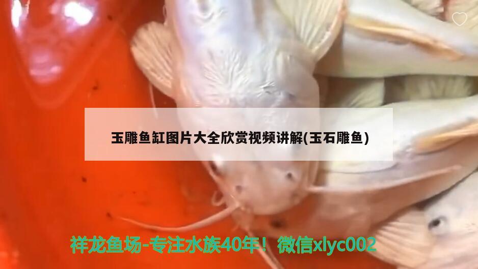 玉雕鱼缸图片大全欣赏视频讲解(玉石雕鱼)