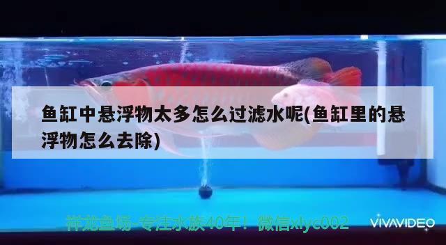 鱼缸中悬浮物太多怎么过滤水呢(鱼缸里的悬浮物怎么去除) 祥禾Super Red红龙鱼