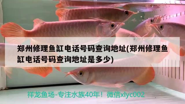 郑州修理鱼缸电话号码查询地址(郑州修理鱼缸电话号码查询地址是多少)