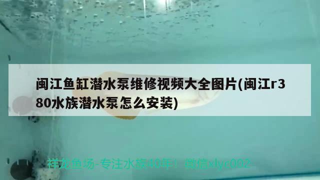闽江鱼缸潜水泵维修视频大全图片(闽江r380水族潜水泵怎么安装)