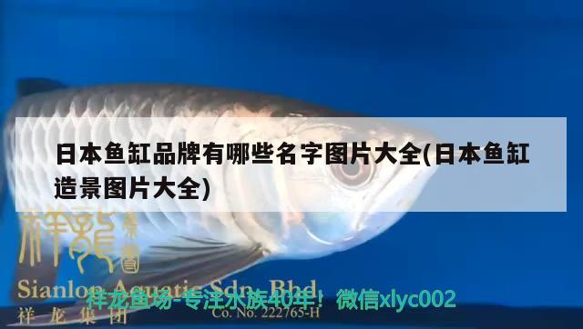 日本鱼缸品牌有哪些名字图片大全(日本鱼缸造景图片大全)
