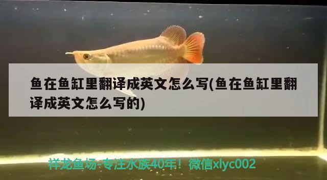 鱼在鱼缸里翻译成英文怎么写(鱼在鱼缸里翻译成英文怎么写的)