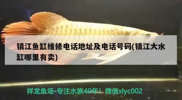 镇江鱼缸维修电话地址及电话号码(镇江大水缸哪里有卖) 七纹巨鲤鱼