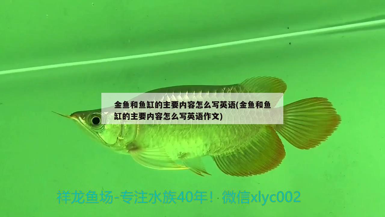 金鱼和鱼缸的主要内容怎么写英语(金鱼和鱼缸的主要内容怎么写英语作文)