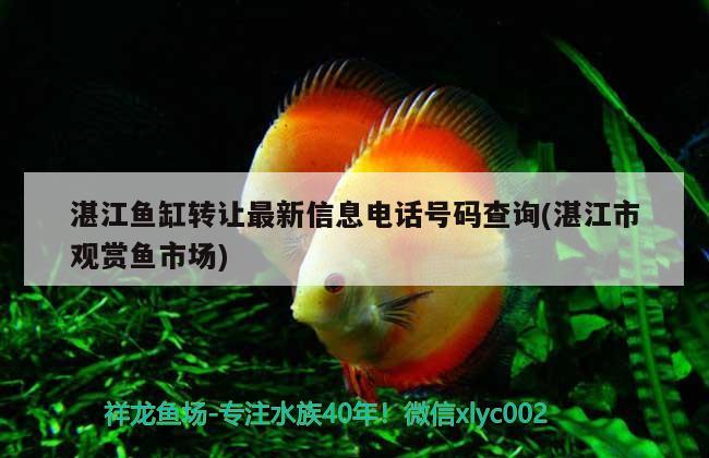 湛江鱼缸转让最新信息电话号码查询(湛江市观赏鱼市场) 观赏鱼市场（混养鱼）