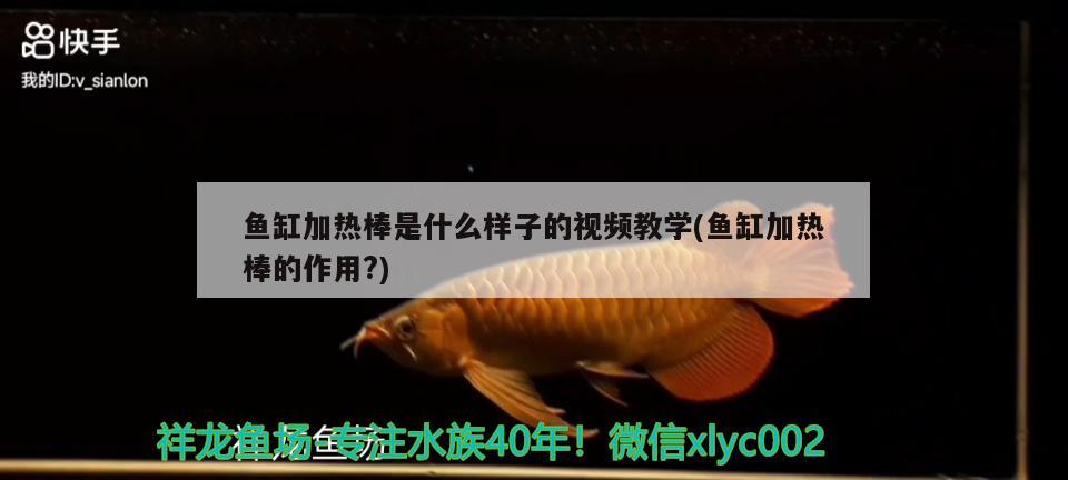 鱼缸加热棒是什么样子的视频教学(鱼缸加热棒的作用?) 广州观赏鱼鱼苗批发市场 第2张