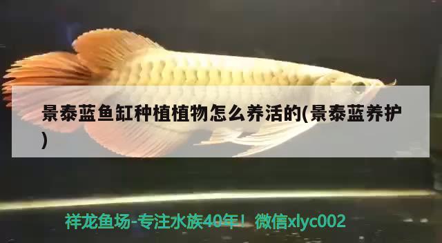 景泰蓝鱼缸种植植物怎么养活的(景泰蓝养护) 泰庞海鲢鱼