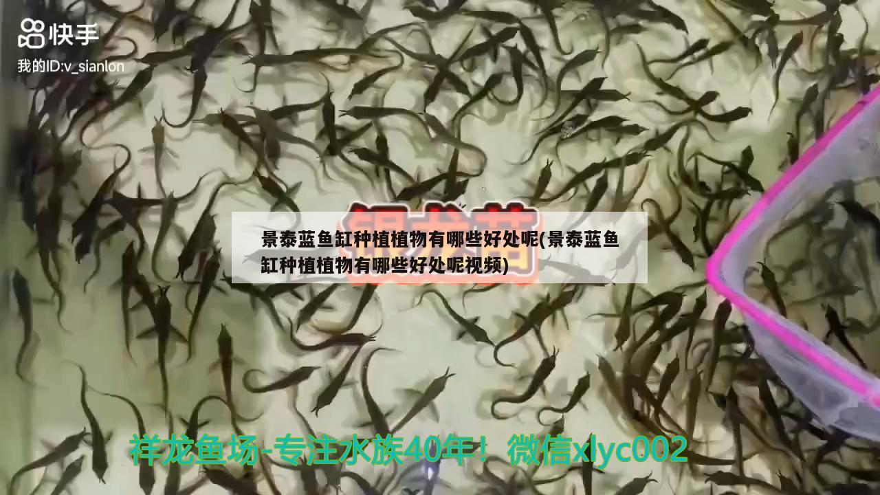 景泰蓝鱼缸种植植物有哪些好处呢(景泰蓝鱼缸种植植物有哪些好处呢视频)