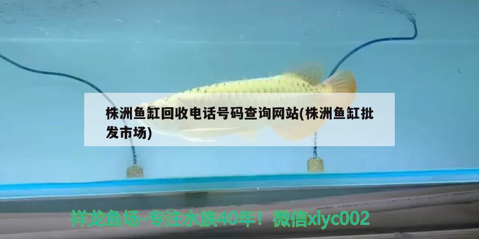 株洲鱼缸回收电话号码查询网站(株洲鱼缸批发市场) 熊猫异形鱼L46
