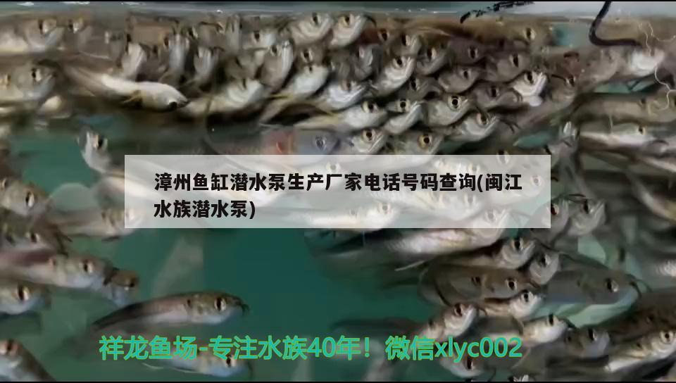 漳州鱼缸潜水泵生产厂家电话号码查询(闽江水族潜水泵)