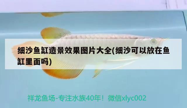 细沙鱼缸造景效果图片大全(细沙可以放在鱼缸里面吗) 红龙专用鱼粮饲料