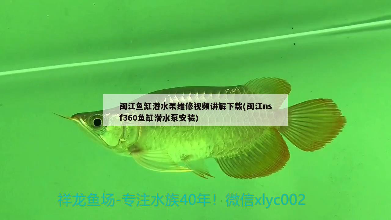 闽江鱼缸潜水泵维修视频讲解下载(闽江nsf360鱼缸潜水泵安装)