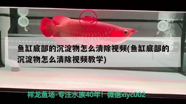 鱼缸底部的沉淀物怎么清除视频(鱼缸底部的沉淀物怎么清除视频教学)