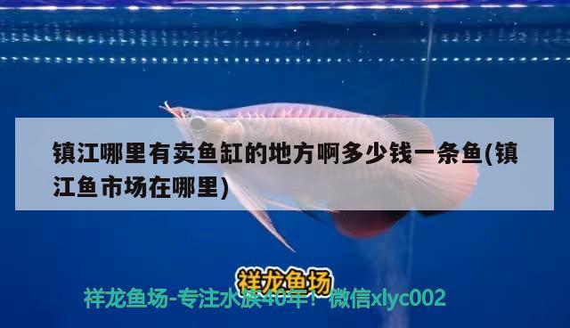 镇江哪里有卖鱼缸的地方啊多少钱一条鱼(镇江鱼市场在哪里) 白子球鲨鱼