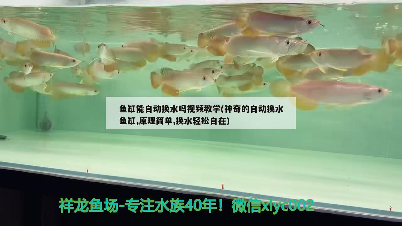 鱼缸能自动换水吗视频教学(神奇的自动换水鱼缸,原理简单,换水轻松自在) 金龙鱼粮